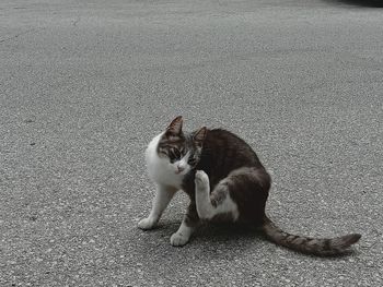 High angle view of cat sitting on road