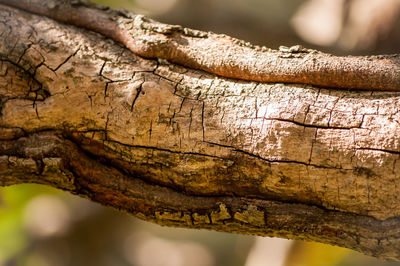 Close-up of tree trunk