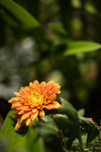 Close-up of flower blooming outdoors