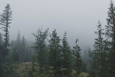 Pine trees in forest against sky during winter