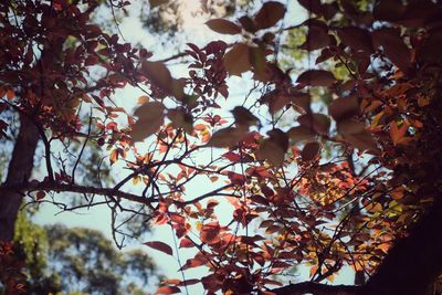 Low angle view of tree against sky during autumn