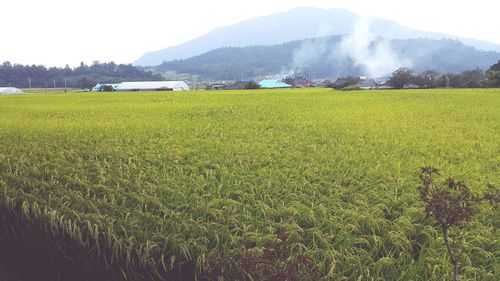 Scenic view of agricultural field in front of mountains