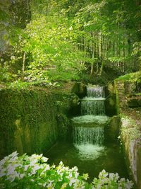 Plants growing by pond in garden