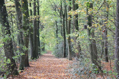 Footpath amidst trees in forest during autumn