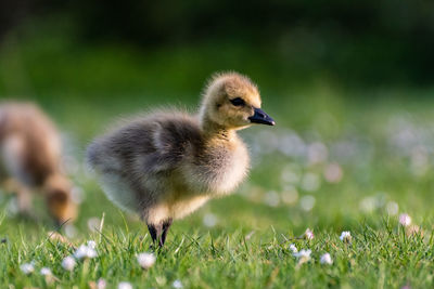 Close-up of a bird on field