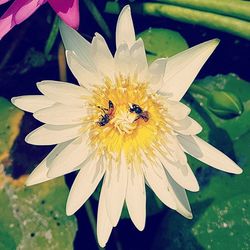 Close-up of bee pollinating flower