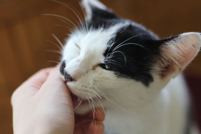 Close-up of hand holding kitten