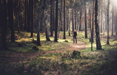 Trees in forest