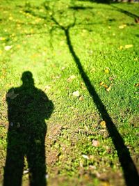 Shadow on grass