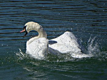 Swan swimming in lake