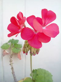 Close-up of pink flowers