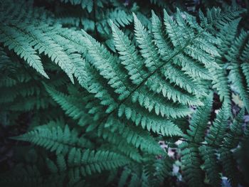 Close-up of pine tree during winter