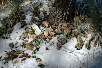 High angle view of snow covered trees on field