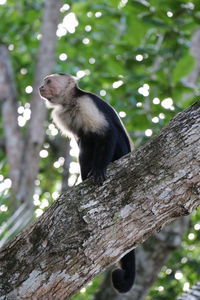 Low angle view of monkey on tree