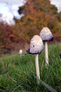 Close-up of mushrooms on field