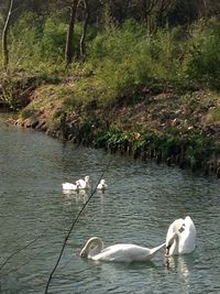 Birds in calm lake