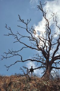 Bare tree on field against sky