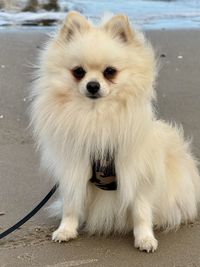 pet