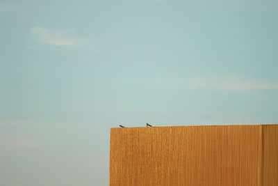 Bird perching on a wall