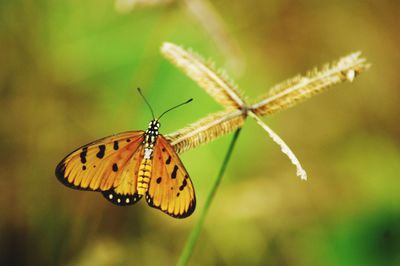 Close-up of butterfly pollinating flower