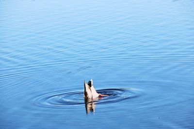 High angle view of bird swimming in lake