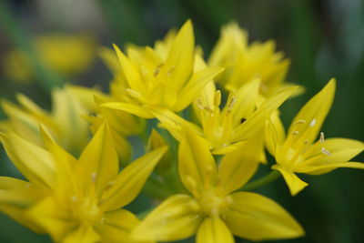 Close-up of yellow flowers blooming outdoors