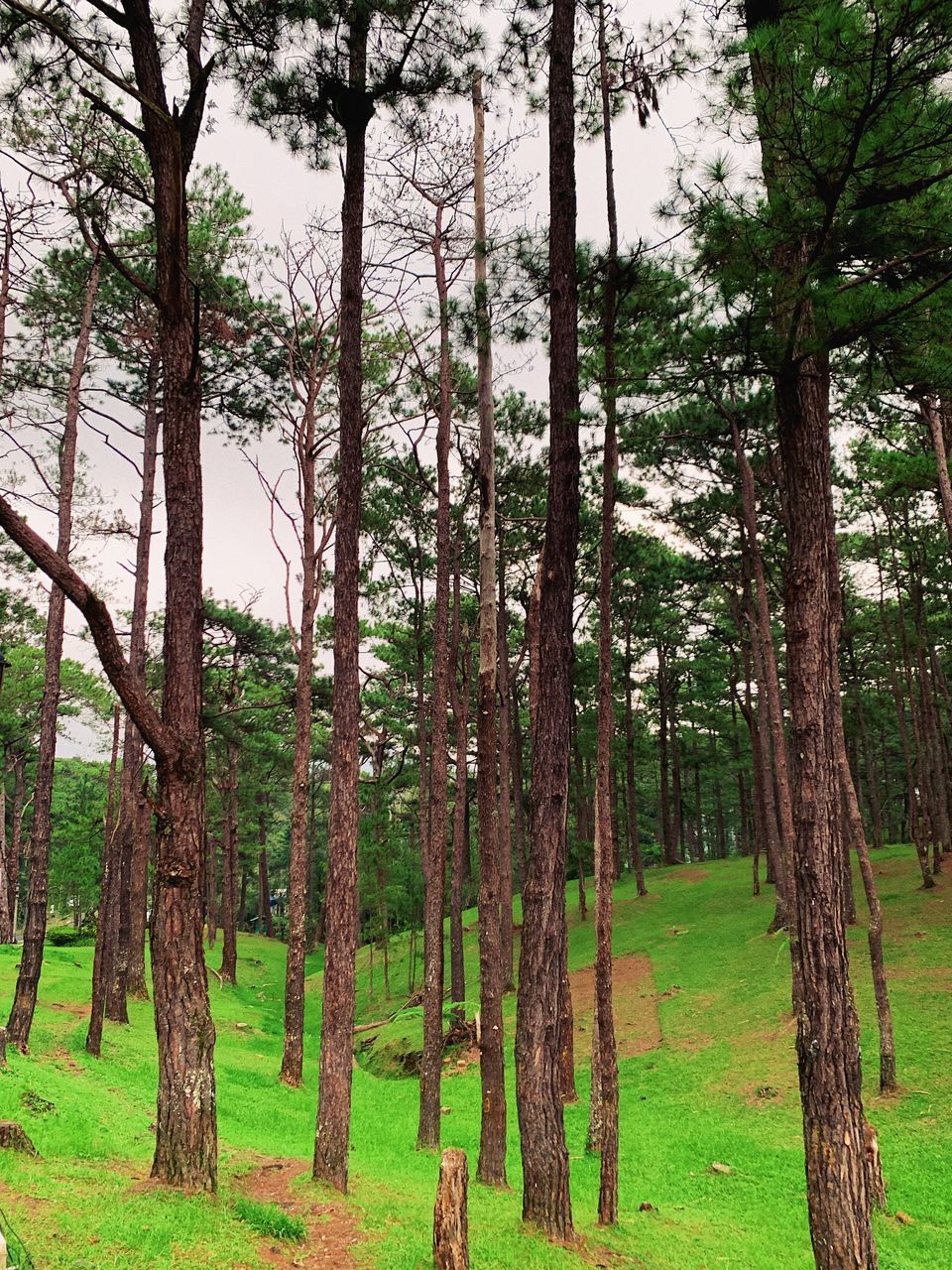 SCENIC VIEW OF FOREST