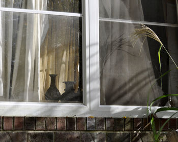 Cat looking through window