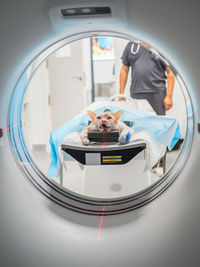 Cat with injured paw lying on table near anonymous veterinarian while being scanned in mri equipment in veterinary clinic