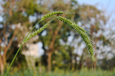 Close-up of wheat growing on field