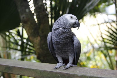 Close-up of parrot perching on wood