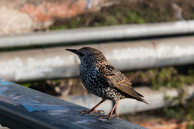 Close-up of bird perching outdoors