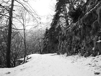 Snow covered land and trees in forest