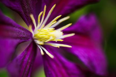 Close-up of purple flower