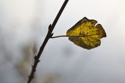 Close-up of autumn leaves on twig