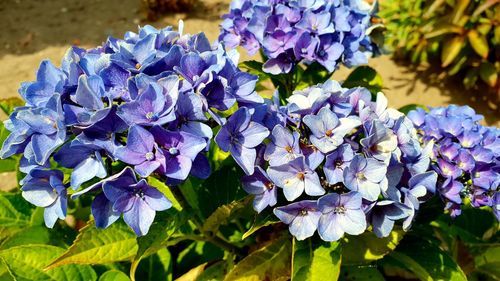 Close-up of purple hydrangea flowers