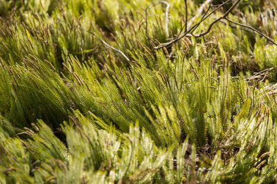 Close-up of moss growing on field