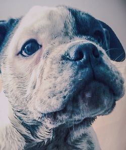 Close-up portrait of dog