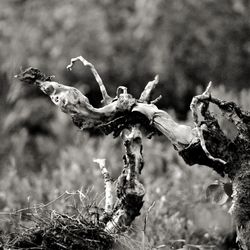 Close-up of dry plant on field during winter