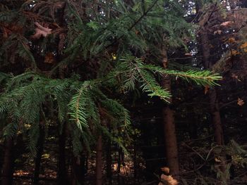 Trees growing in a forest