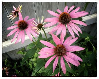 Close-up of purple coneflower blooming outdoors