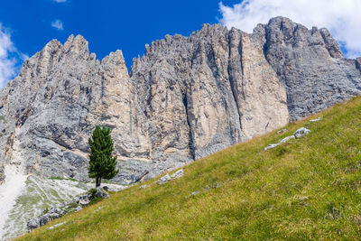 Plant growing on rock against sky