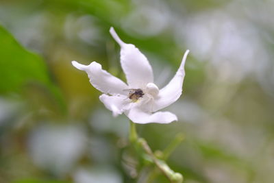 Close-up of white flowering plant