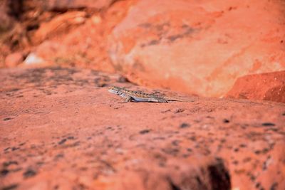 Surface level view of lizard on rock