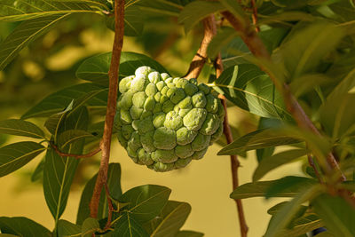 Close-up of plant