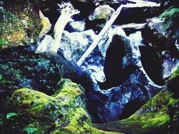 Moss covered rocks in forest