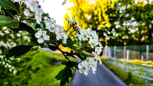 Close-up of white flowers blooming on tree