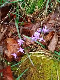 High angle view of crocus flowers on field