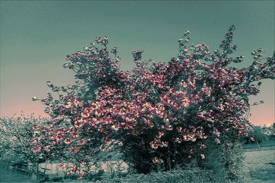 Low angle view of pink flowering plant against clear sky