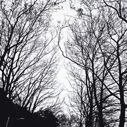 Low angle view of bare trees against sky